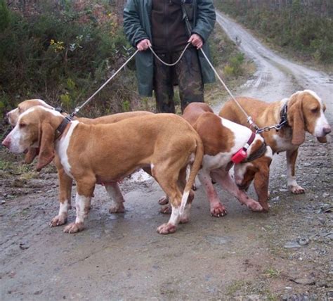 perros de jabali en venta|Perros de caza perros rastro jabali